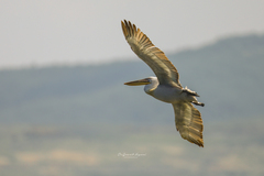 Pelecanus crispus