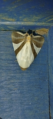 Eulepidotis rectimargo