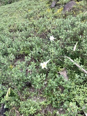 Lilium longiflorum scabrum