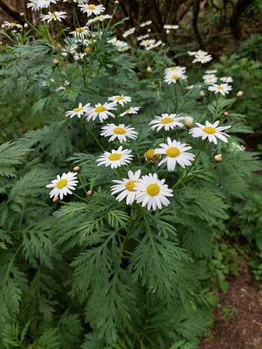Image of Argyranthemum Callichrysum (Argyranthemum callichrysum) by no rights reserved