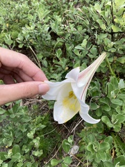 Lilium longiflorum scabrum