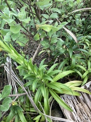 Lilium longiflorum scabrum