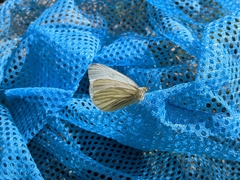 Pieris marginalis