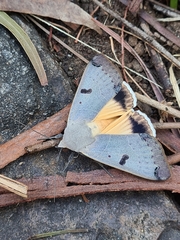 Ophiusa parcemacula
