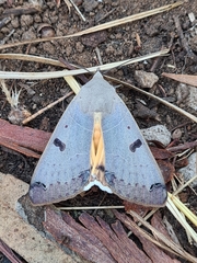 Ophiusa parcemacula
