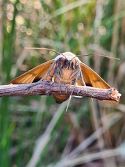 Ophiusa parcemacula