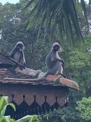 Trachypithecus obscurus