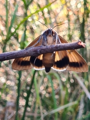 Ophiusa parcemacula