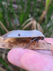 Ophiusa parcemacula