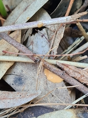 Ophiusa parcemacula
