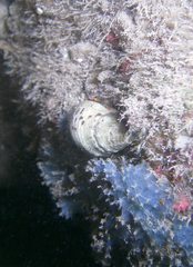 Paguristes frontalis