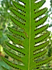 Amblovenatum immersum