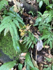 Plocoglottis plicata