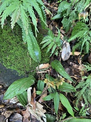 Plocoglottis plicata