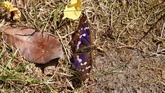 Apatura ilia