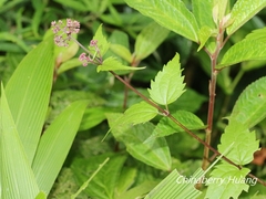 Eupatorium tashiroi