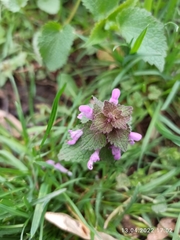 Lamium purpureum