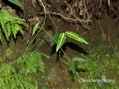 Gardneria multiflora