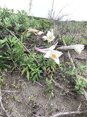Lilium longiflorum scabrum