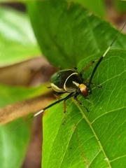 Hemithyrsocera histrio