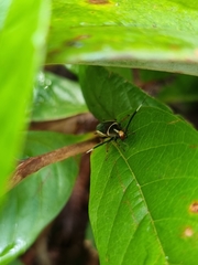 Hemithyrsocera histrio