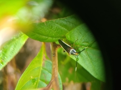 Hemithyrsocera histrio