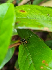 Hemithyrsocera histrio