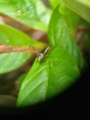 Hemithyrsocera histrio