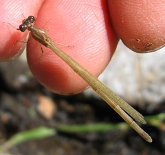 Enallagma exsulans