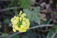 Biscutella cichoriifolia