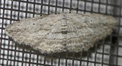 Scopula desita