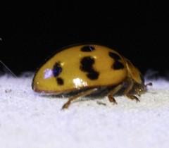 Harmonia octomaculata