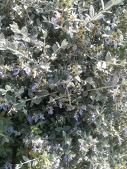 Teucrium fruticans