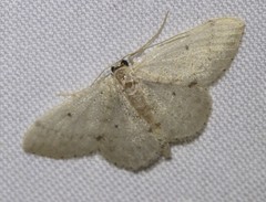 Idaea pilosata