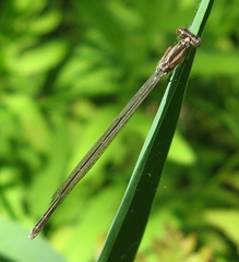 Enallagma exsulans