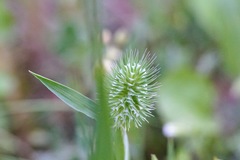 Phleum echinatum