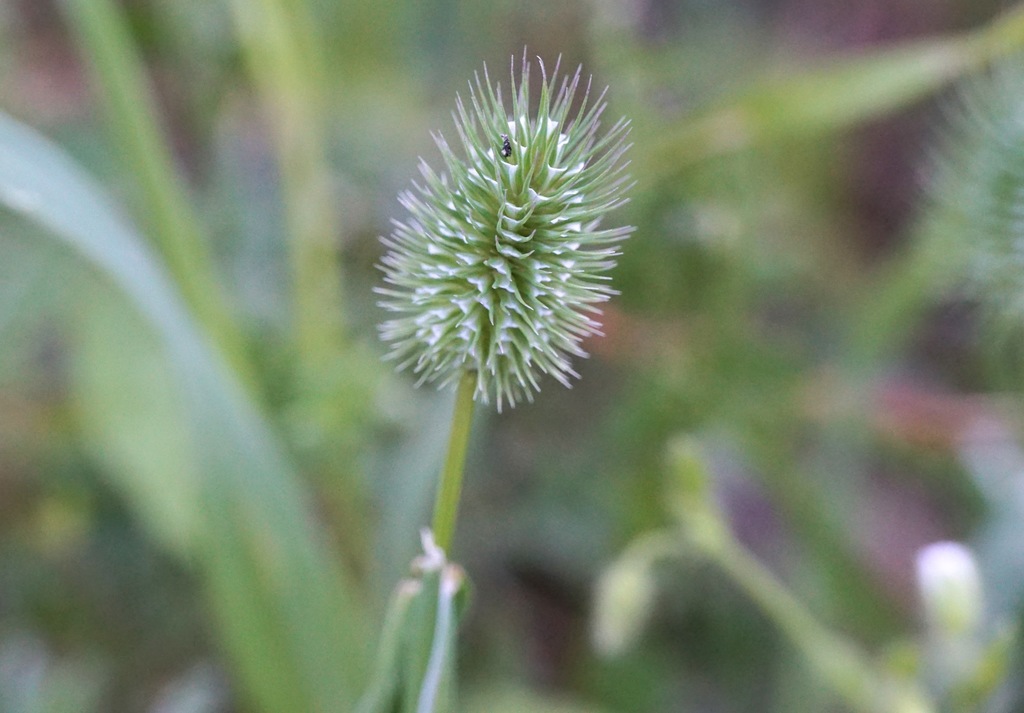 Phleum echinatum