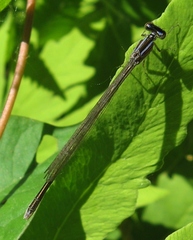 Enallagma exsulans