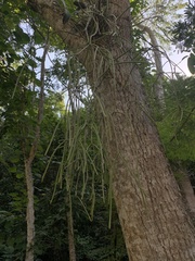 Rhipsalis lindbergiana