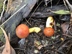 Cortinarius persplendidus