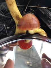 Cortinarius persplendidus