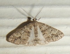 Lipogya eutheta