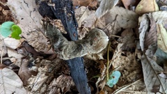 Trichaleurina tenuispora