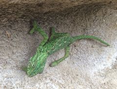 Chamaeleo chamaeleon chamaeleon