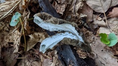 Trichaleurina tenuispora