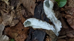 Trichaleurina tenuispora
