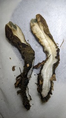 Trichaleurina tenuispora