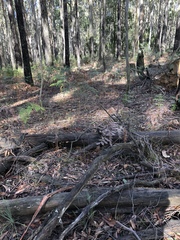 Cortinarius persplendidus