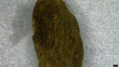 Trichaleurina tenuispora