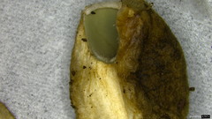 Trichaleurina tenuispora